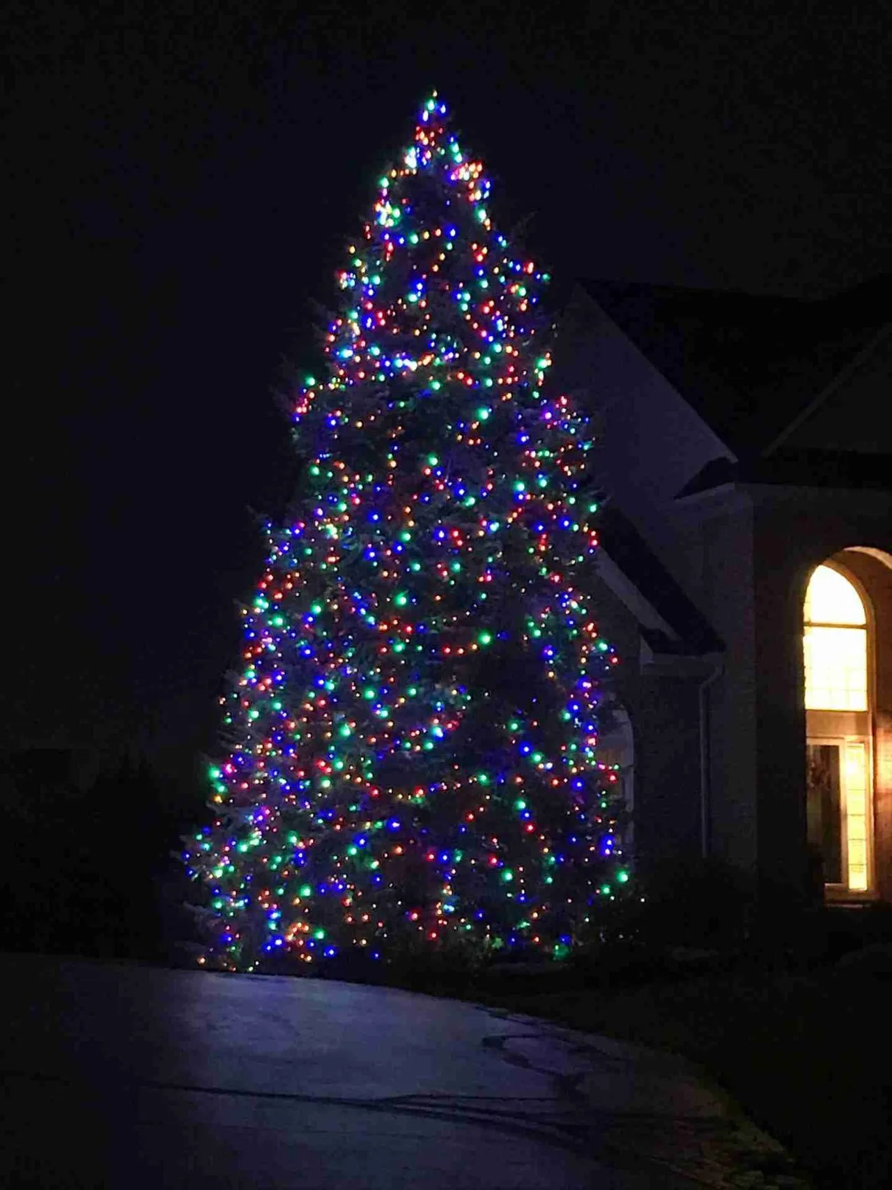 A tall conifer in multicolour lights beside a house