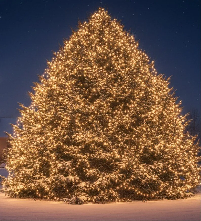 A fully lit specimen tree at dusk