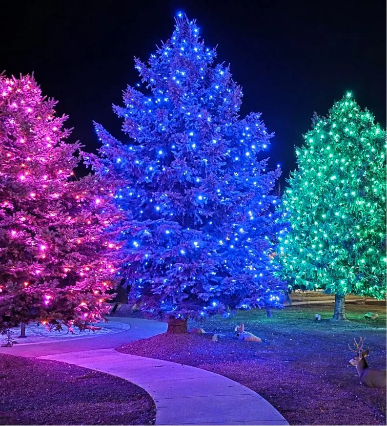 Three conifers lit pink, blue and green along a path