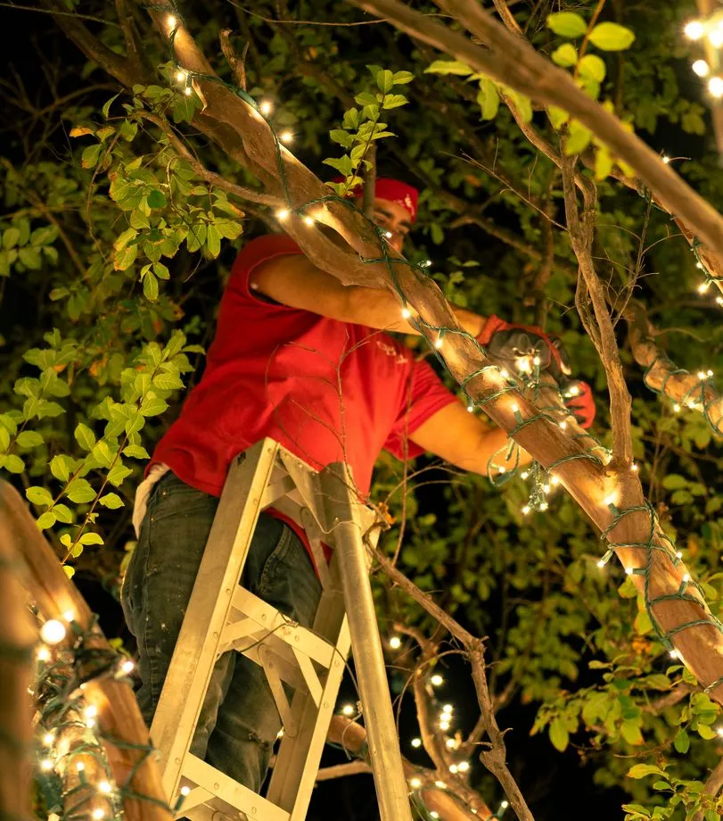 A decorator on a ladder winding lights along a tree limb