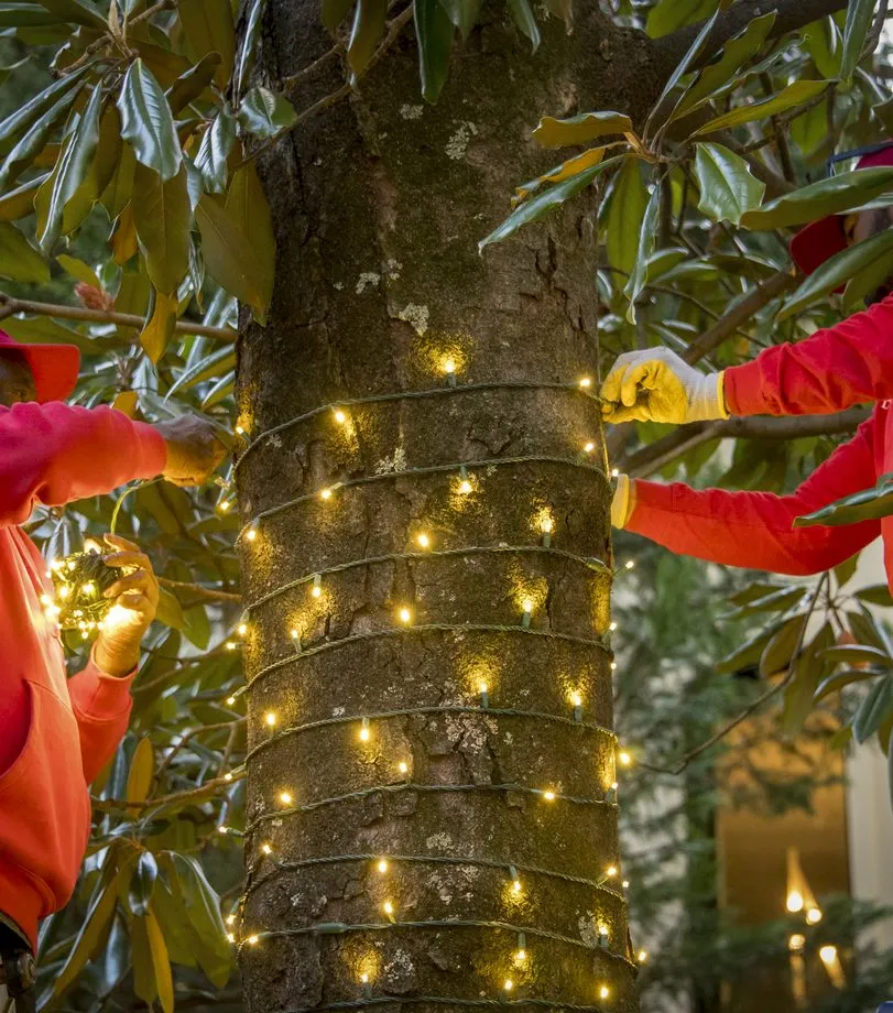 Two decorators winding lights around a magnolia trunk